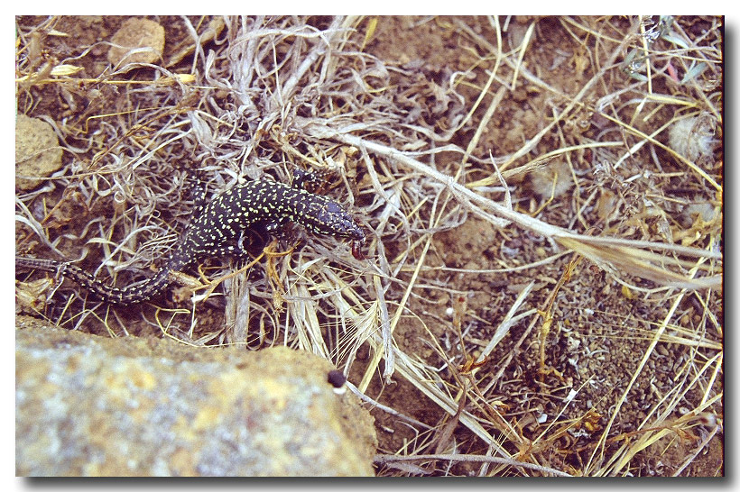 Podarcis filfolensis di Linosa